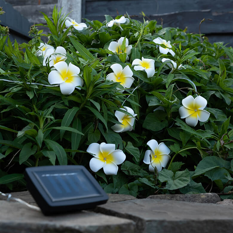 Solar Lily Flowers